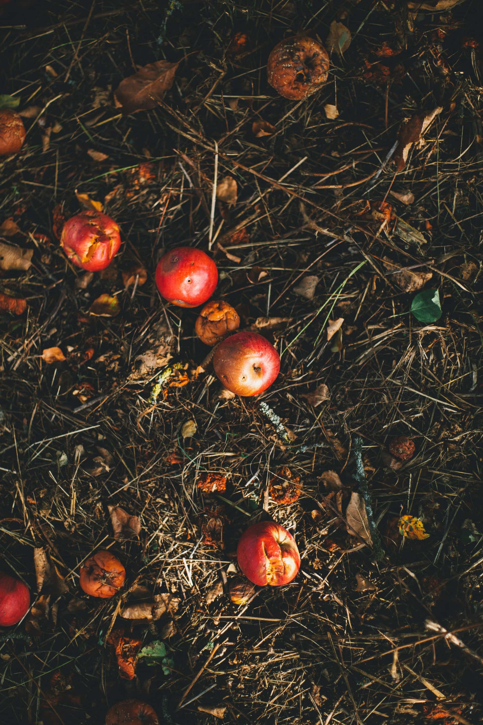 Apartment composting made simple: a complete beginner's guide